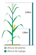 Milho Dentado Saboroso Brs 3046 6kg Milho Verde E Pamonha